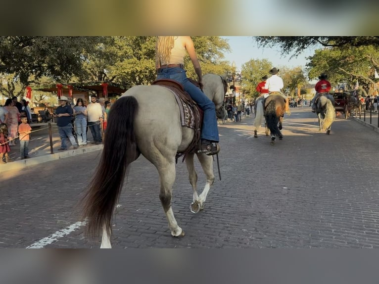 American Quarter Horse Ruin 5 Jaar 152 cm Buckskin in Decatur