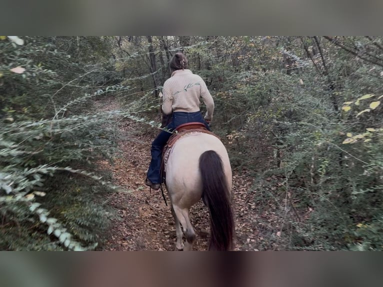 American Quarter Horse Ruin 5 Jaar 152 cm Buckskin in Decatur