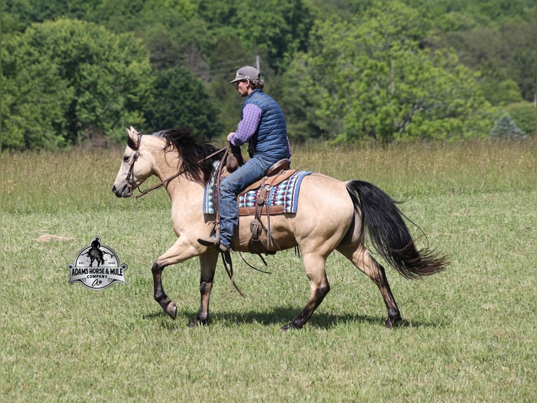 American Quarter Horse Ruin 5 Jaar 152 cm Buckskin in Mount Vernon