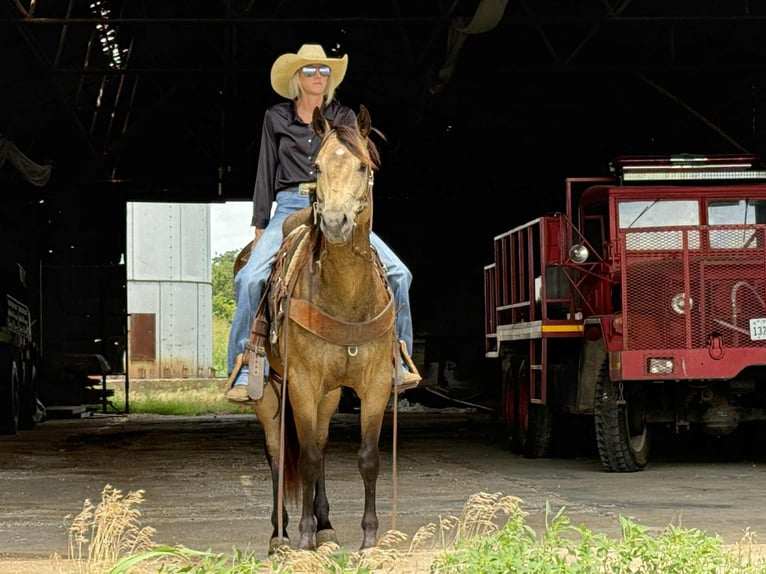 American Quarter Horse Ruin 5 Jaar 152 cm Buckskin in Jacksboro KY