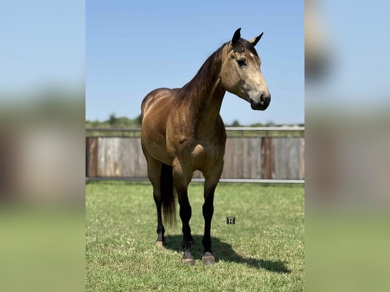 American Quarter Horse Ruin 5 Jaar 152 cm Buckskin in Jacksboro KY