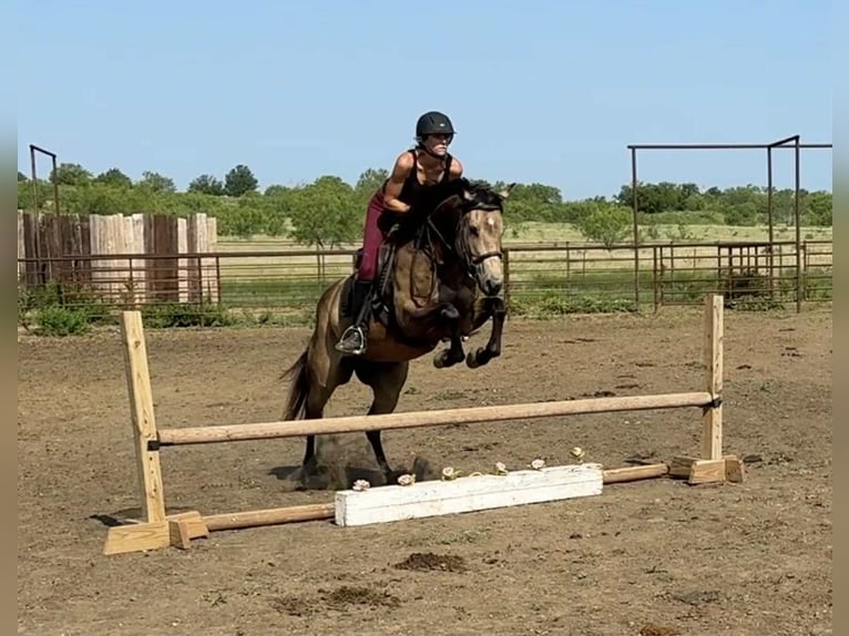 American Quarter Horse Ruin 5 Jaar 152 cm Buckskin in Jacksboro KY