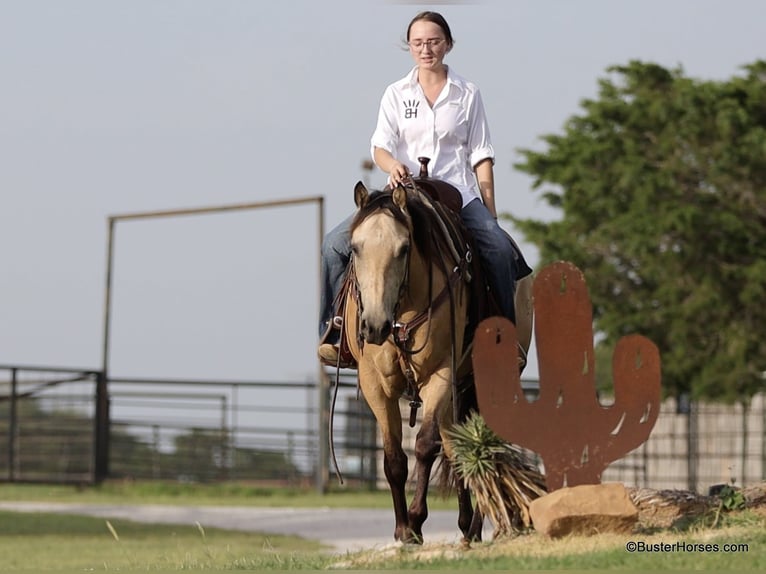 American Quarter Horse Ruin 5 Jaar 152 cm Buckskin in Weatherford TX