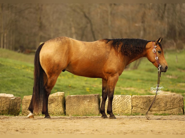 American Quarter Horse Ruin 5 Jaar 152 cm Buckskin in Millersburg