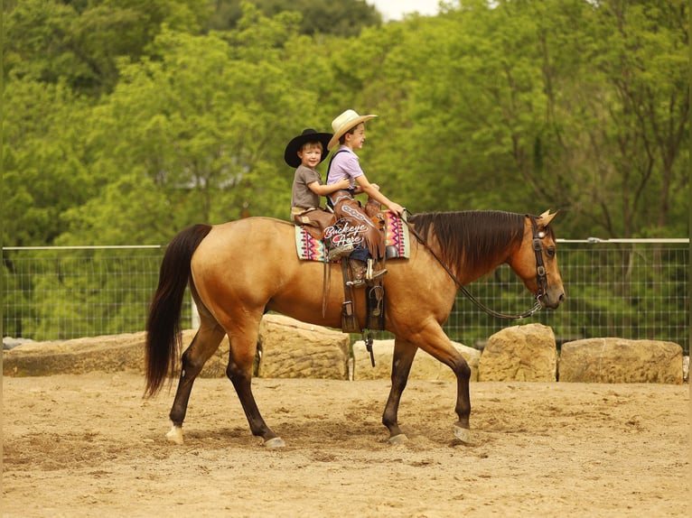 American Quarter Horse Ruin 5 Jaar 152 cm Buckskin in Millersburg
