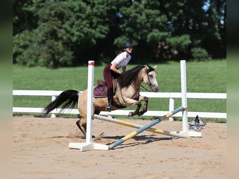 American Quarter Horse Ruin 5 Jaar 152 cm Buckskin in Gladstone