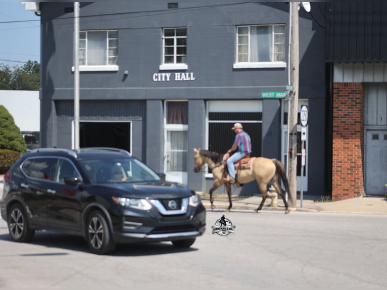 American Quarter Horse Ruin 5 Jaar 152 cm Buckskin in Mount Vernon