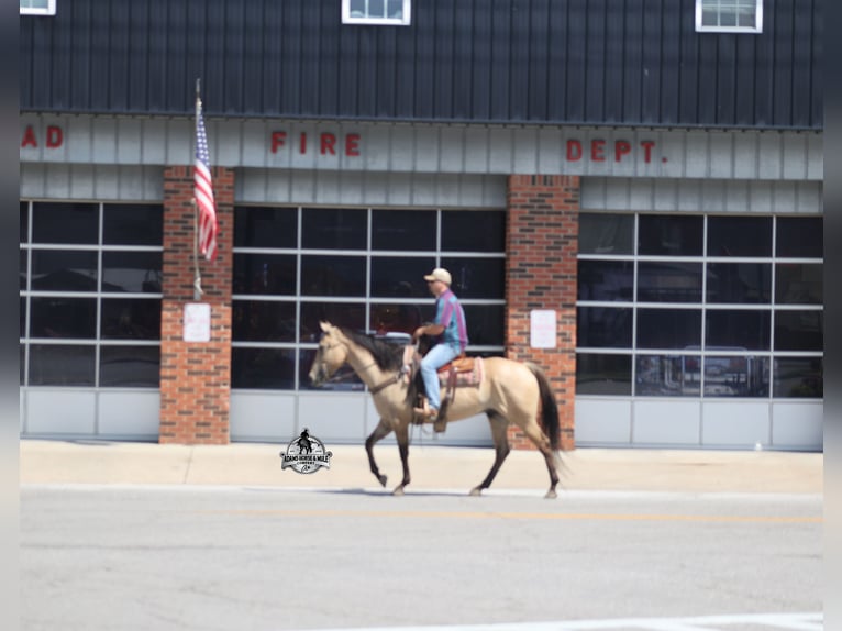 American Quarter Horse Ruin 5 Jaar 152 cm Buckskin in Mount Vernon