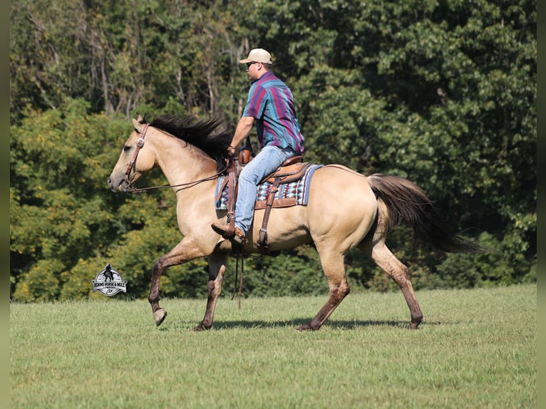 American Quarter Horse Ruin 5 Jaar 152 cm Buckskin in Mount Vernon