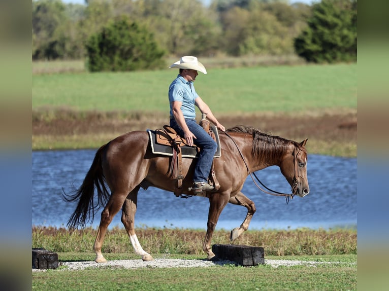 American Quarter Horse Ruin 5 Jaar 152 cm Donkere-vos in Buffalo