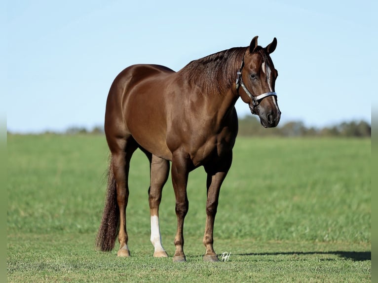 American Quarter Horse Ruin 5 Jaar 152 cm Donkere-vos in Buffalo