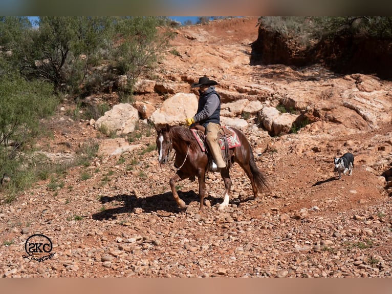 American Quarter Horse Ruin 5 Jaar 152 cm Donkere-vos in Canyon