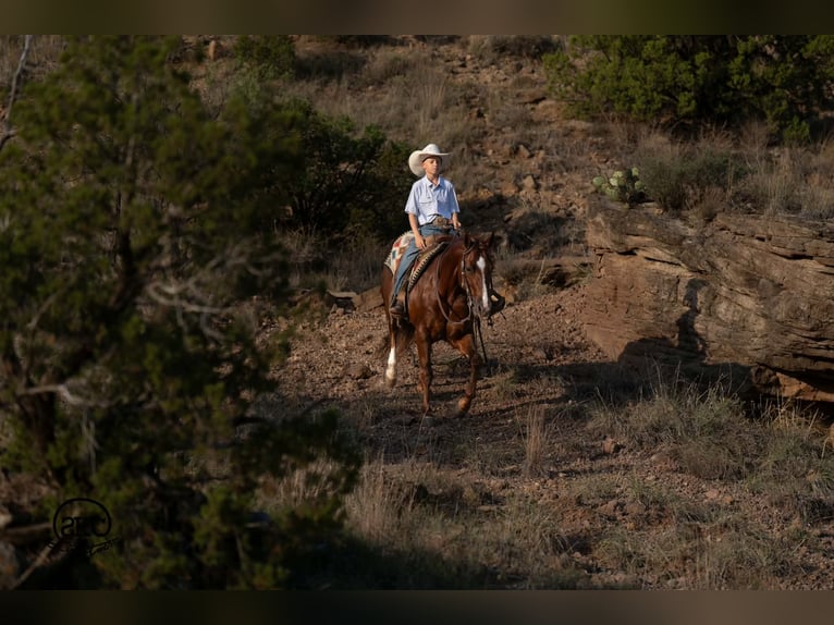 American Quarter Horse Ruin 5 Jaar 152 cm Donkere-vos in Canyon