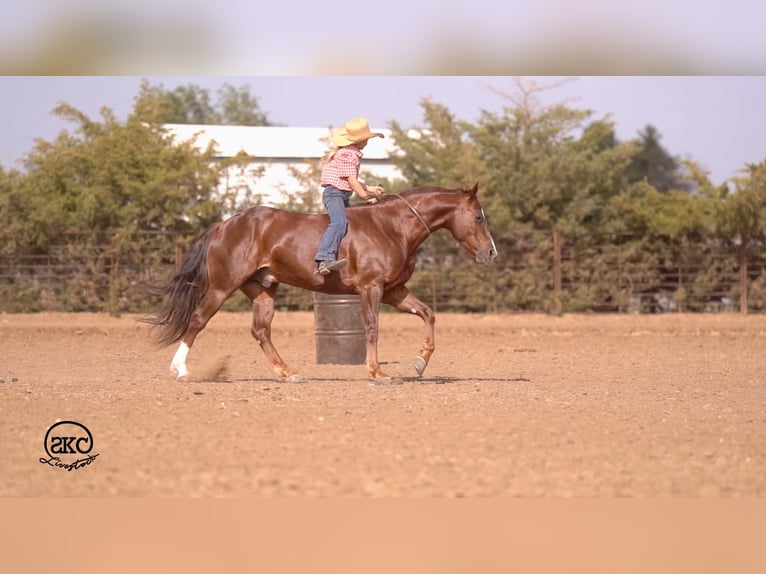 American Quarter Horse Ruin 5 Jaar 152 cm Donkere-vos in Canyon