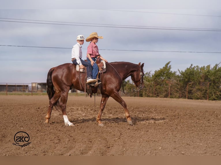 American Quarter Horse Ruin 5 Jaar 152 cm Donkere-vos in Canyon