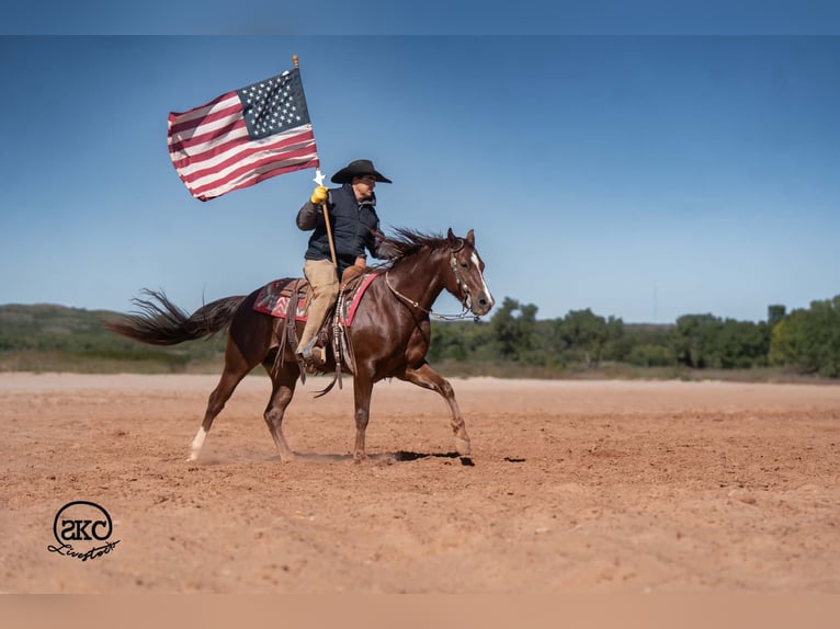 American Quarter Horse Ruin 5 Jaar 152 cm Donkere-vos in Canyon
