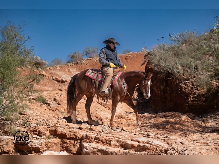 American Quarter Horse Ruin 5 Jaar 152 cm Donkere-vos in Canyon