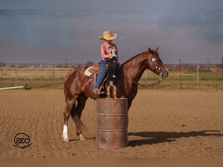 American Quarter Horse Ruin 5 Jaar 152 cm Donkere-vos in Canyon