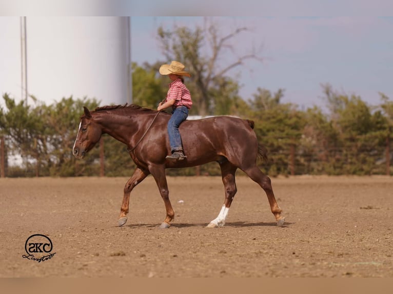 American Quarter Horse Ruin 5 Jaar 152 cm Donkere-vos in Canyon