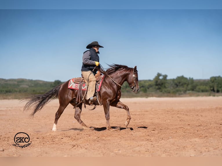 American Quarter Horse Ruin 5 Jaar 152 cm Donkere-vos in Canyon