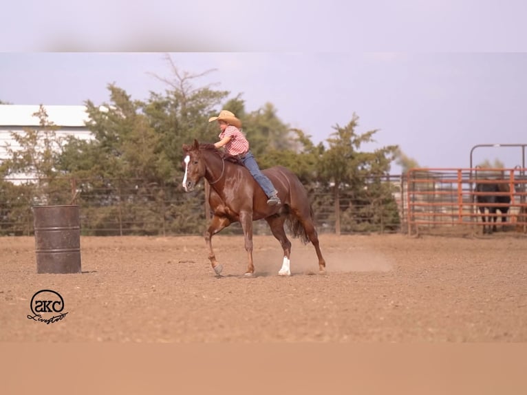 American Quarter Horse Ruin 5 Jaar 152 cm Donkere-vos in Canyon