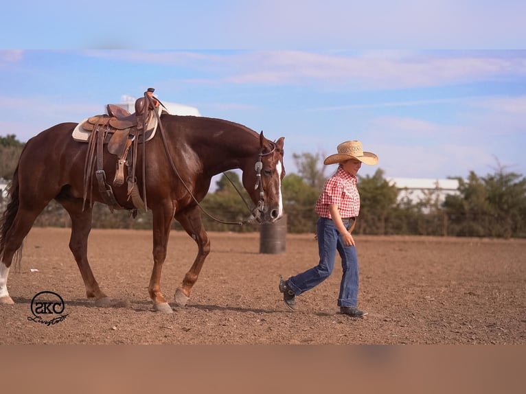 American Quarter Horse Ruin 5 Jaar 152 cm Donkere-vos in Canyon