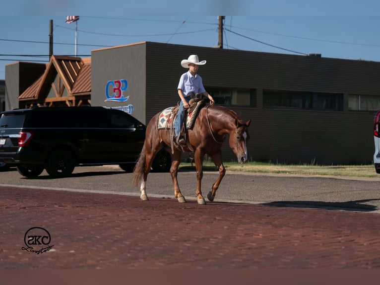 American Quarter Horse Ruin 5 Jaar 152 cm Donkere-vos in Canyon