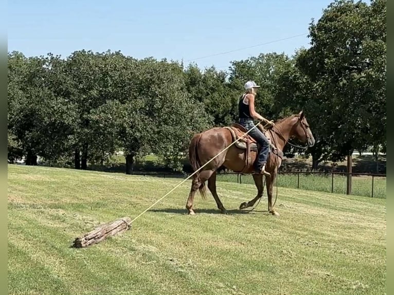 American Quarter Horse Ruin 5 Jaar 152 cm Donkere-vos in Jacksboro, TX