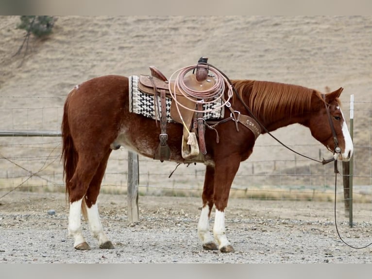 American Quarter Horse Ruin 5 Jaar 152 cm Donkere-vos in Paicines CA