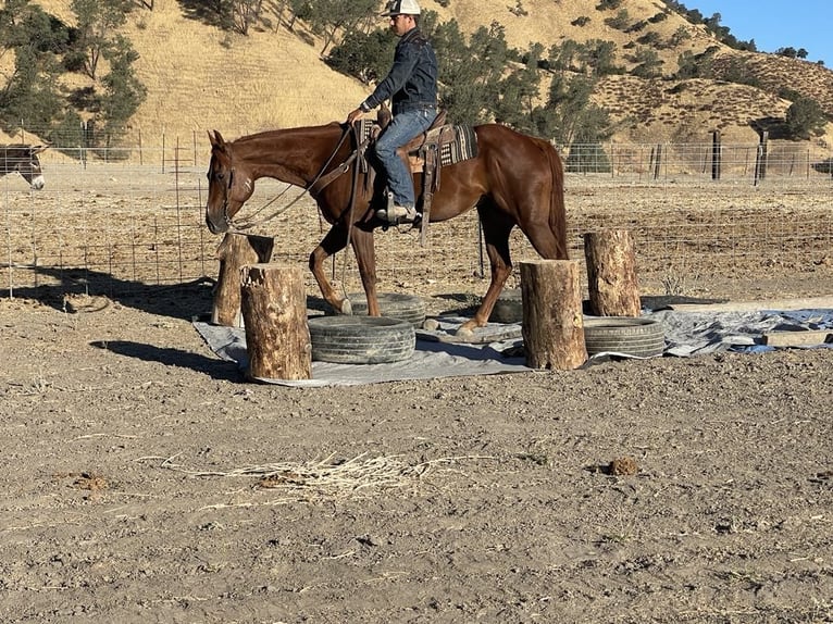 American Quarter Horse Ruin 5 Jaar 152 cm Donkere-vos in Paicines CA