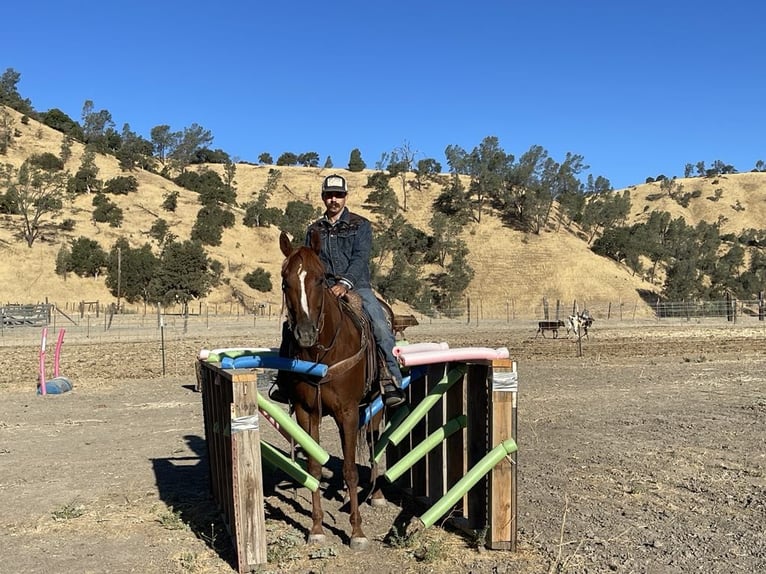 American Quarter Horse Ruin 5 Jaar 152 cm Donkere-vos in Paicines CA