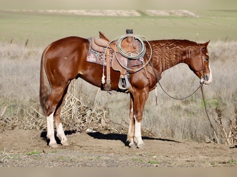 American Quarter Horse Ruin 5 Jaar 152 cm Donkere-vos in Paicines CA