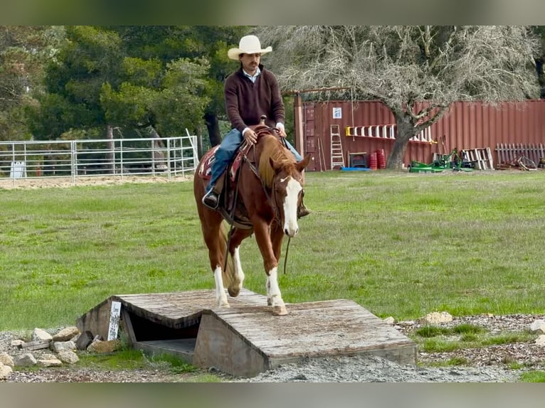 American Quarter Horse Ruin 5 Jaar 152 cm Donkere-vos in Paicines CA