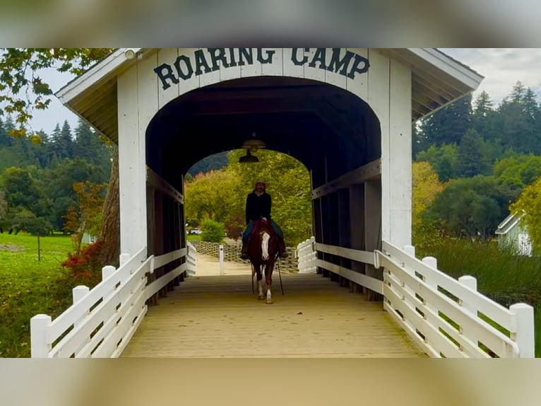 American Quarter Horse Ruin 5 Jaar 152 cm Donkere-vos in Paicines CA