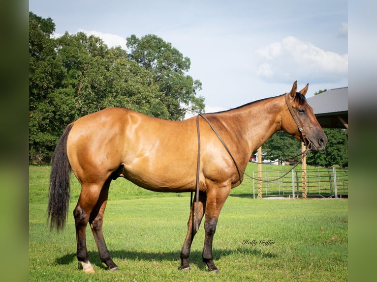American Quarter Horse Ruin 5 Jaar 152 cm Falbe in Greenville Ky