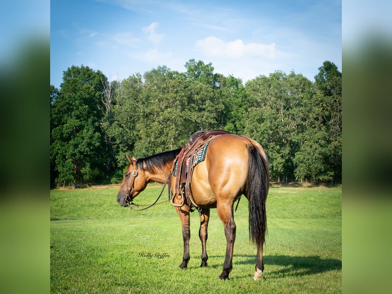 American Quarter Horse Ruin 5 Jaar 152 cm Falbe in Greenville Ky