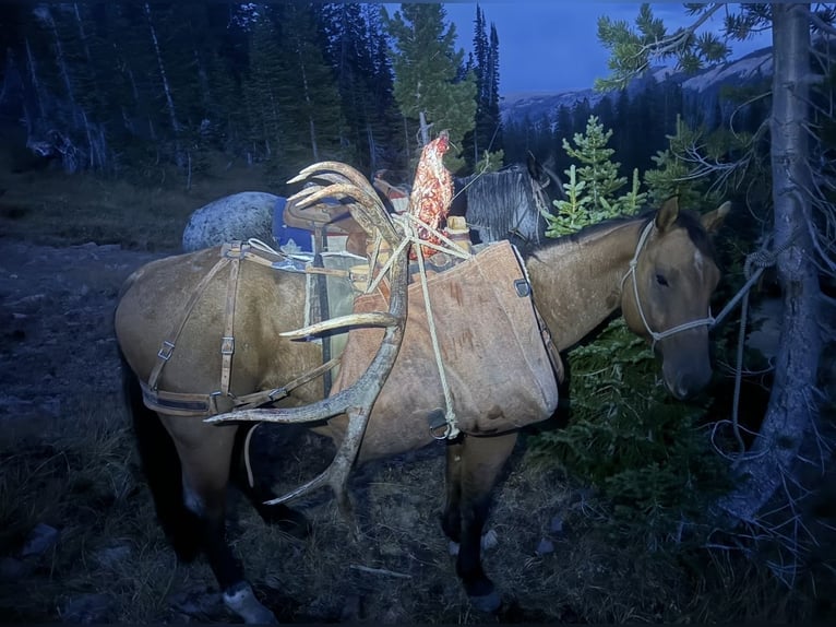 American Quarter Horse Ruin 5 Jaar 152 cm Falbe in Greenville