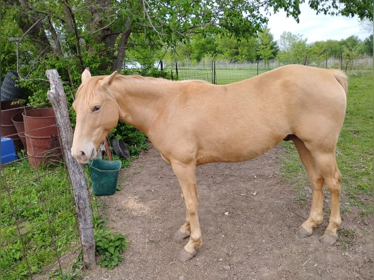 American Quarter Horse Ruin 5 Jaar 152 cm Palomino in Paris
