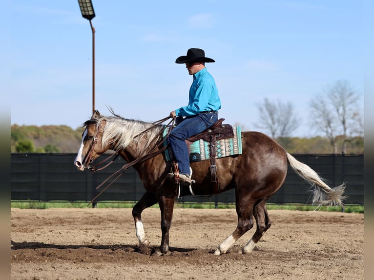 American Quarter Horse Ruin 5 Jaar 152 cm Palomino in Buffalo