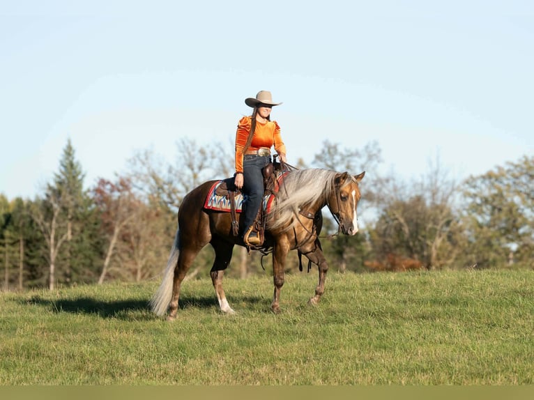 American Quarter Horse Ruin 5 Jaar 152 cm Palomino in Aguila