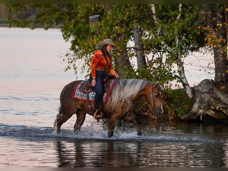 American Quarter Horse Ruin 5 Jaar 152 cm Palomino in Aguila
