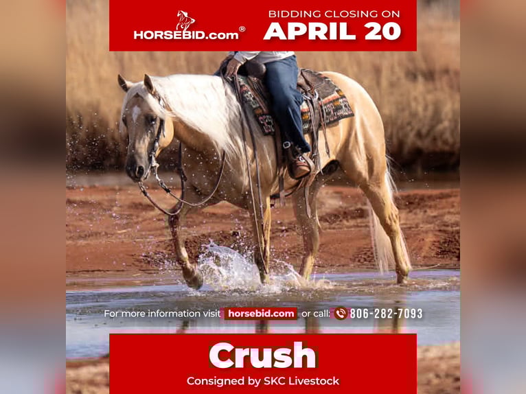 American Quarter Horse Ruin 5 Jaar 152 cm Palomino in Canyon