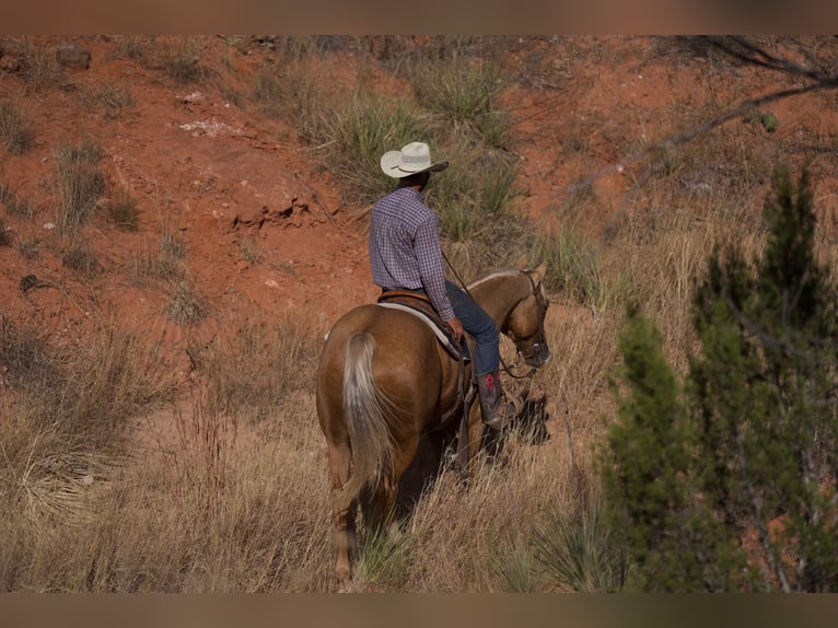 American Quarter Horse Ruin 5 Jaar 152 cm Palomino in Canyon, TX