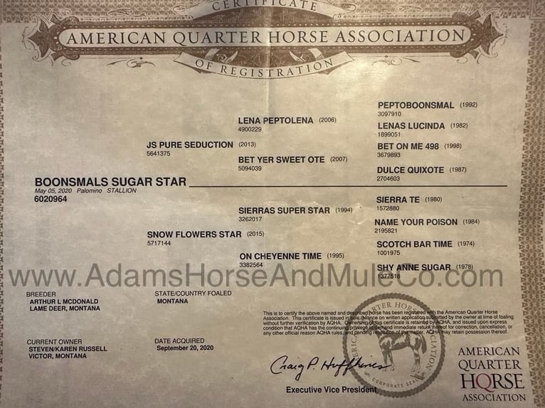 American Quarter Horse Ruin 5 Jaar 152 cm Palomino in Mount Vernon