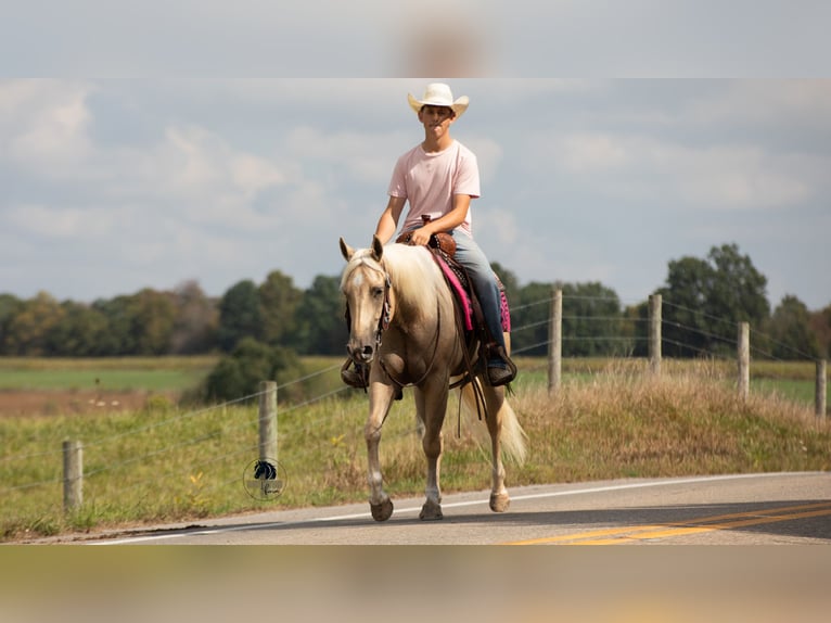American Quarter Horse Ruin 5 Jaar 152 cm Palomino in Fredericksburg, OH