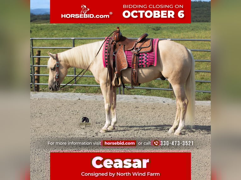 American Quarter Horse Ruin 5 Jaar 152 cm Palomino in Fredericksburg, OH