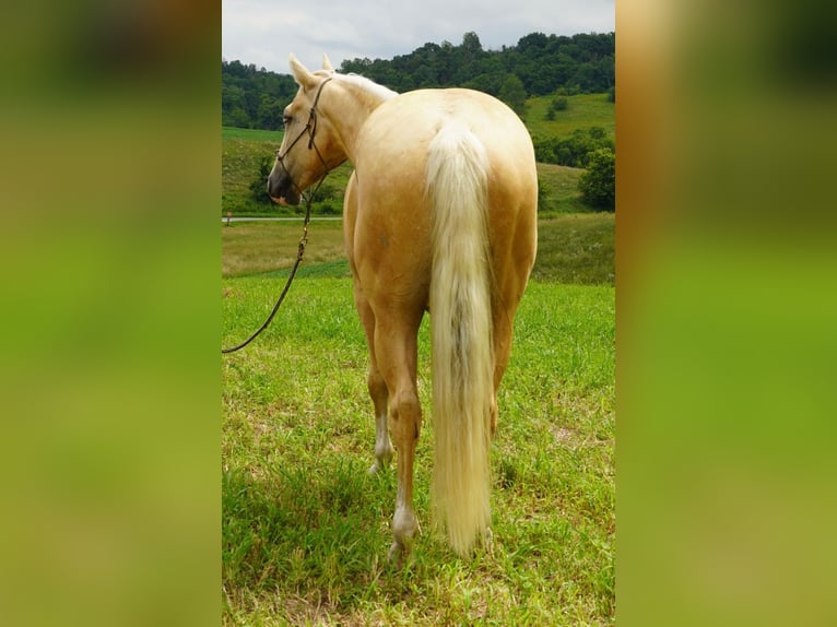 American Quarter Horse Ruin 5 Jaar 152 cm Palomino in Independence