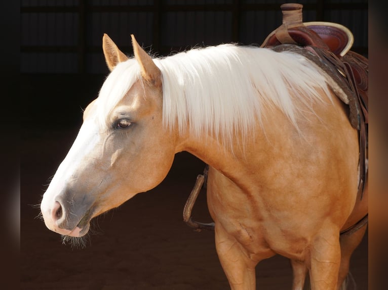 American Quarter Horse Ruin 5 Jaar 152 cm Palomino in Independence