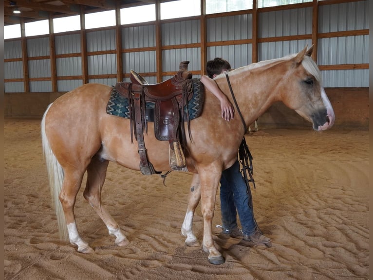 American Quarter Horse Ruin 5 Jaar 152 cm Palomino in Independence