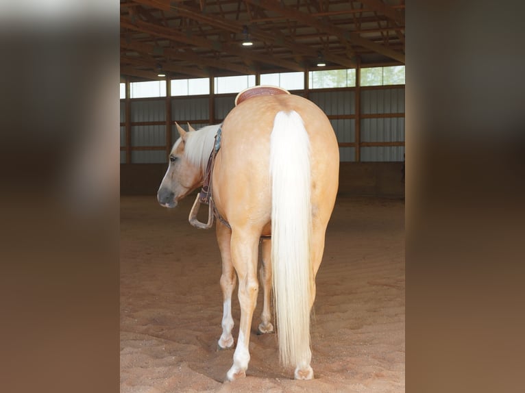 American Quarter Horse Ruin 5 Jaar 152 cm Palomino in Independence